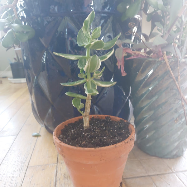 Varigated Jade large