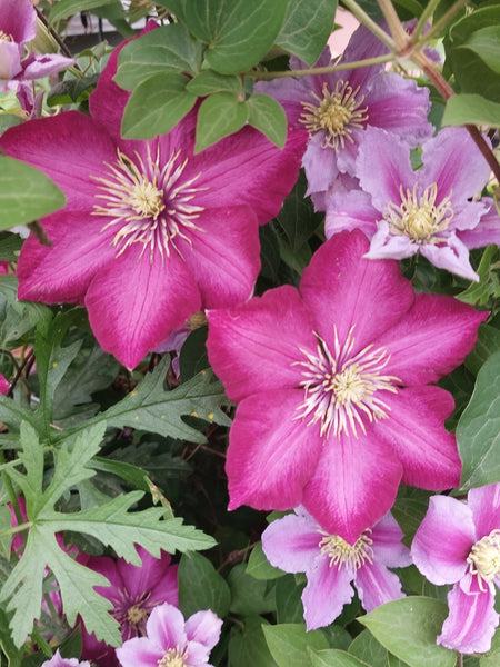 On call/monthly Gardening service