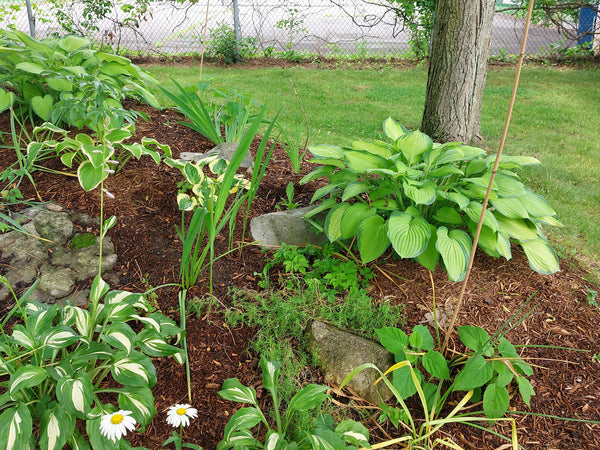 On call/monthly Gardening service