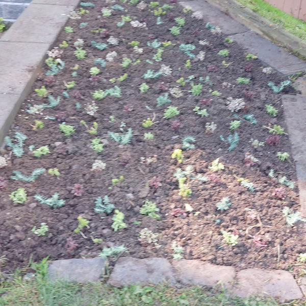 GARDEN/Property/Design consultaion