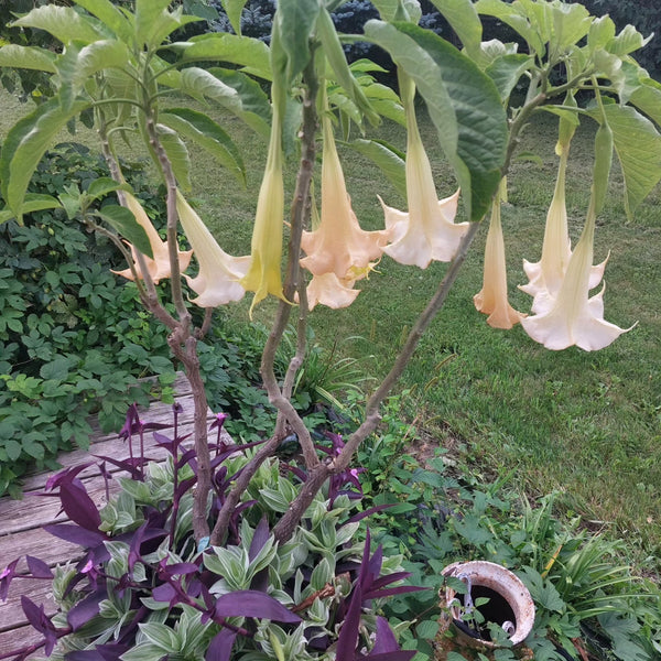 GARDEN/Property/Design consultaion